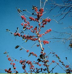 Photo: tree branch covered with red berries, against a blue sky.