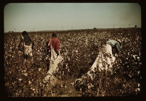 Day laborers picking cotton near Clarksdale, Miss. Nov. 1939
