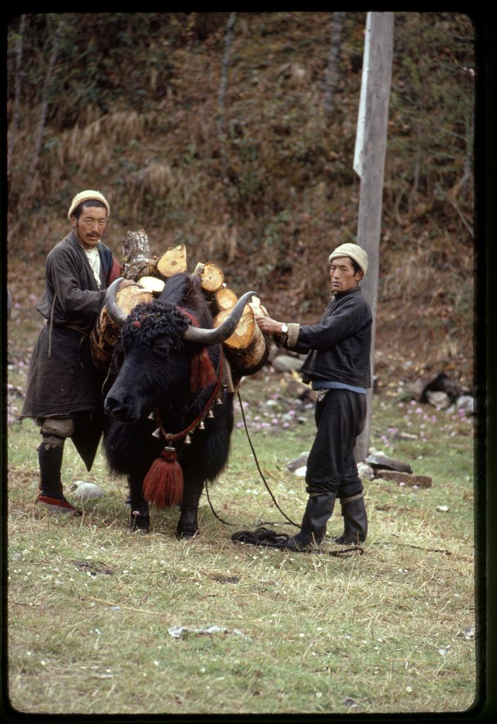Two men secure wood logs on yak's back. Color slide by Alice S. Kandell, May 1971. http://hdl.loc.gov/loc.pnp/ppmsca.30125