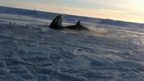 Killer whales trapped in stretch of Canadian ice