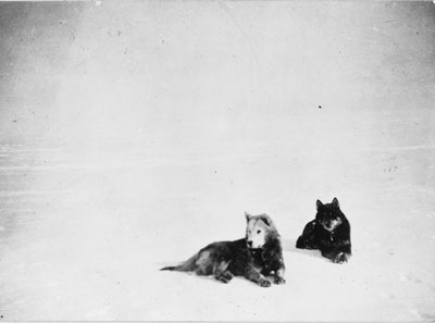 Two dogs rest on snow during Roald Amundsen's 1911 Antarctic expeditions.