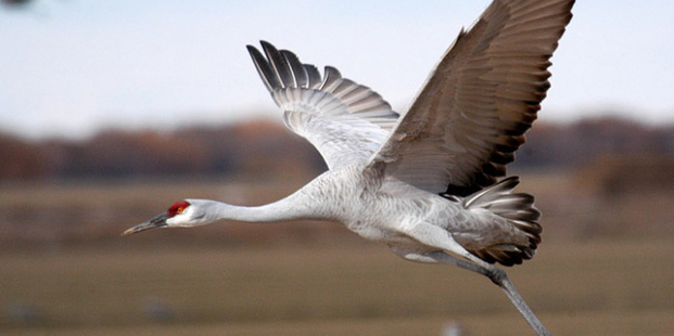 Priority Birds: Central Flyway 