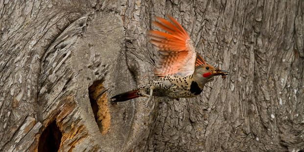 The 2012 Audubon Magazine Photography Awards Winners