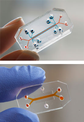 Lung-on-a-chip and Gut-on-a-chip
