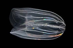 Photo: Bioluminescent sea creatures that emit and detect light are providing clues to the evolution of sight and may, in time, shed light on our understanding of eye diseases. Read about this new study from NHGRI's Genome Technology Branch: http://qoo.ly/5ka2