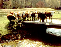 cowsonbridge