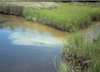 grasswater