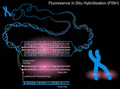 Image illustrating the technique of fluorescence in situ hybridization
