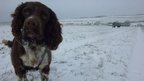 A dog faces the camera directly and is looking up at the sky. Behind it are snow covered fields and two other dogs.