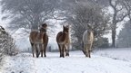 Five alpacas walking towards the camera in a snowy field. Behind are snow covered trees.