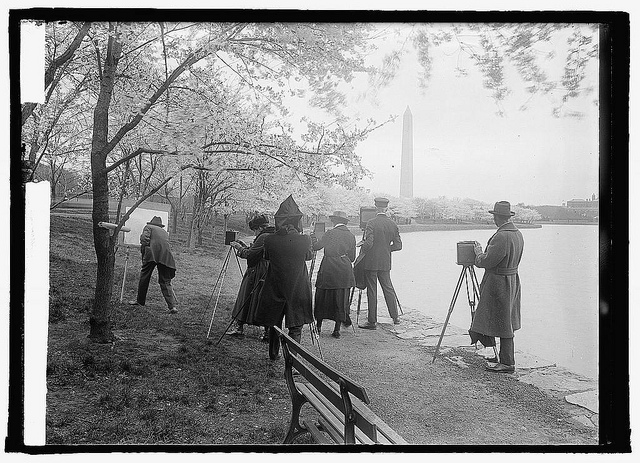 [Photographers shooting Cherry blossoms, Washington, D.C. 4/7/22] (LOC)