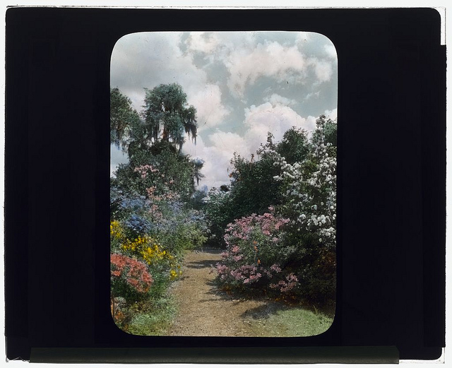 ["Magnolia Plantation," 3550 Ashley River Road, Charleston, South Carolina. (LOC)