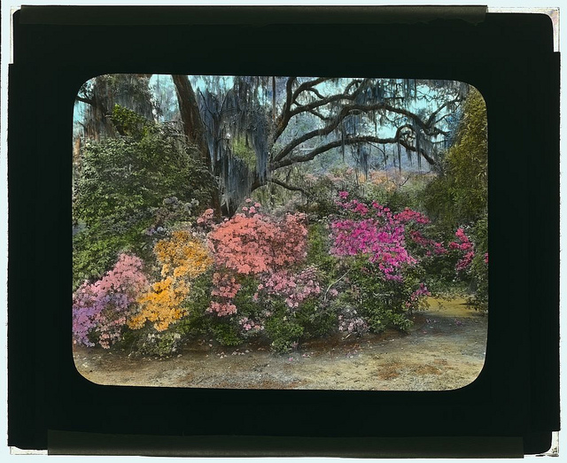 ["Magnolia Plantation," 3550 Ashley River Road, Charleston, South Carolina. (LOC)