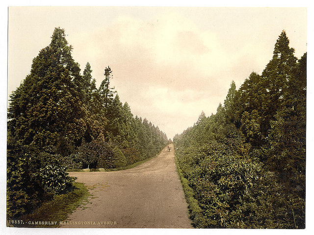 [Wellingtonia Avenue, Camberley, England]  (LOC)