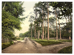 [Royal Military College, a favorite drive, Sandhurst, Camberley, England]  (LOC)