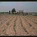 Farm in southern U.S. ... Louisiana?  (LOC)