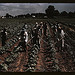 Bayou Bourbeau plantation operated by Bayou Bourbeau Farmstead Association, a cooperative established through the cooperation of FSA, Natchitoches, La.  (LOC)