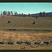 [Field of a mountain farm along the Skyline Drive in Virginia]  (LOC)