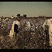 Day laborers picking cotton near Clarksdale, Miss.  (LOC)