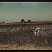 Day laborers picking cotton near Clarksdale, Miss.  (LOC)