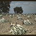 Burley tobacco is placed on sticks to wilt after cutting,before it is taken into the barn for drying and curing, on the Russell Spears' farm, vicinity of Lexington, Ky.  (LOC)