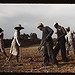 Chopping cotton on rented land, near White Plains, Greene County, Ga.  (LOC)