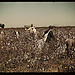 Day laborers picking cotton near Clarksdale, Miss. Delta  (LOC)