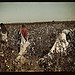 Day laborers picking cotton near Clarksdale, Miss.  (LOC)