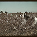 Day laborers picking cotton near Clarksdale, Miss.  (LOC)