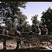 Going to town on Saturday afternoon, Greene County, Georgia  (LOC)