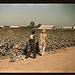 Day laborers picking cotton near Clarksdale, Miss.  (LOC)