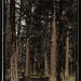 Stand of virgin ponderosa pine, Malheur National Forest, Grant County, Oregon  (LOC)