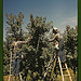 Pickers in a peach orchard, Delta County, Colo.  (LOC)