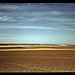 Wheat farm, Walla Walla, Washington  (LOC)