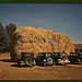 Hay stack and automobile of peach pickers, Delta County, Colorado  (LOC)