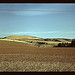 Wheat farm, Walla Walla, Washington  (LOC)