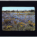 [Field of poppies and lupin, California] (LOC)