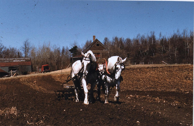 Our Farm Horses at Work