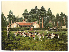 [Royal Staff College, drag hounds, Camberley, England]  (LOC)