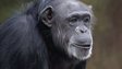 Chimp (c) Yerkes National Primate Research Center