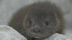 Otter pup Cally