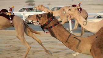Camels racing