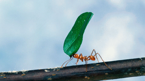 Leaf cutter ant (journal.pbio.0040202.g002)