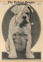 Newspaper page featuring a bulldog