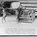 At the White House this morning Laddie bo[y] was the recipient of a huge birthday cake with three candles, each tipped with a tiny American flag  (LOC)