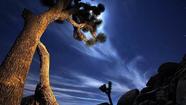 Southern California Close-Ups: Joshua Tree National Park and Desert Hot Springs