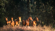 California: Giddyap to the Wild Horse Sanctuary 