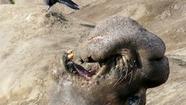 Northern California: Rare tour of elephant seal breeding season
