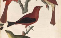 Scarlet Tananger from American Ornithology