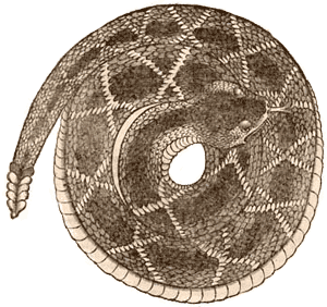 Image: detail of a snake
